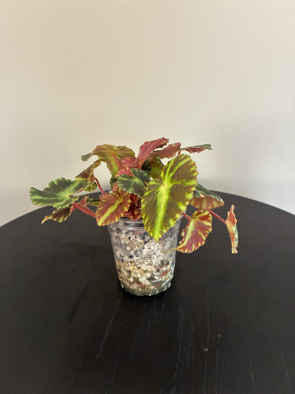 Begonia Cleopatrae