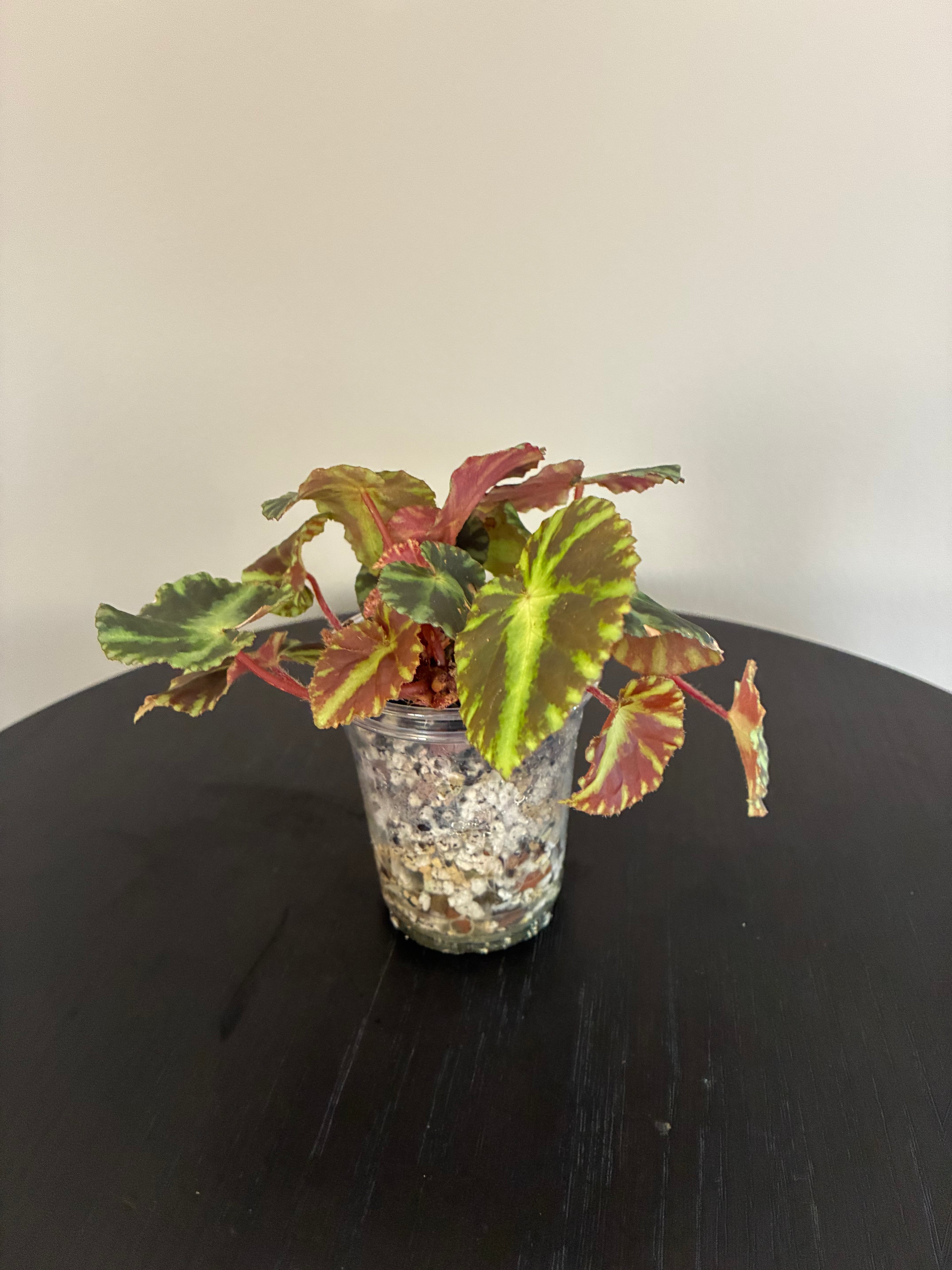Begonia Cleopatrae
