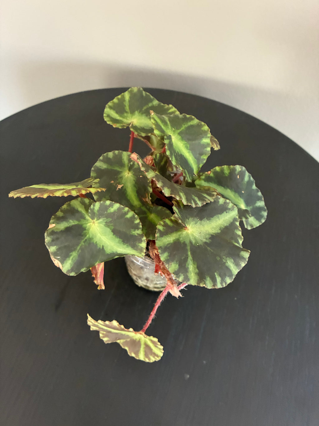 Begonia Cleopatrae