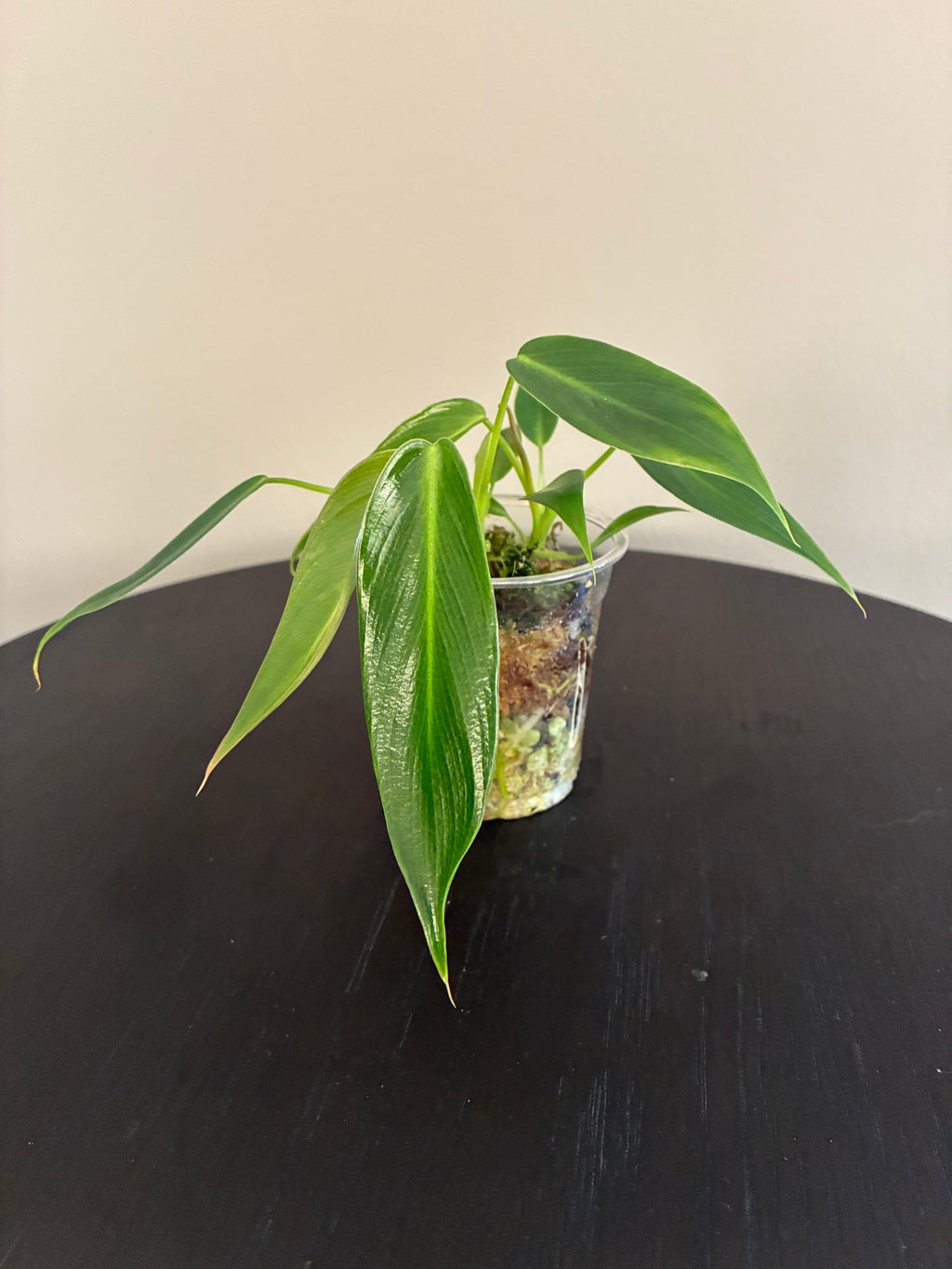 Philodendron Spiritus Sancti Seedlings