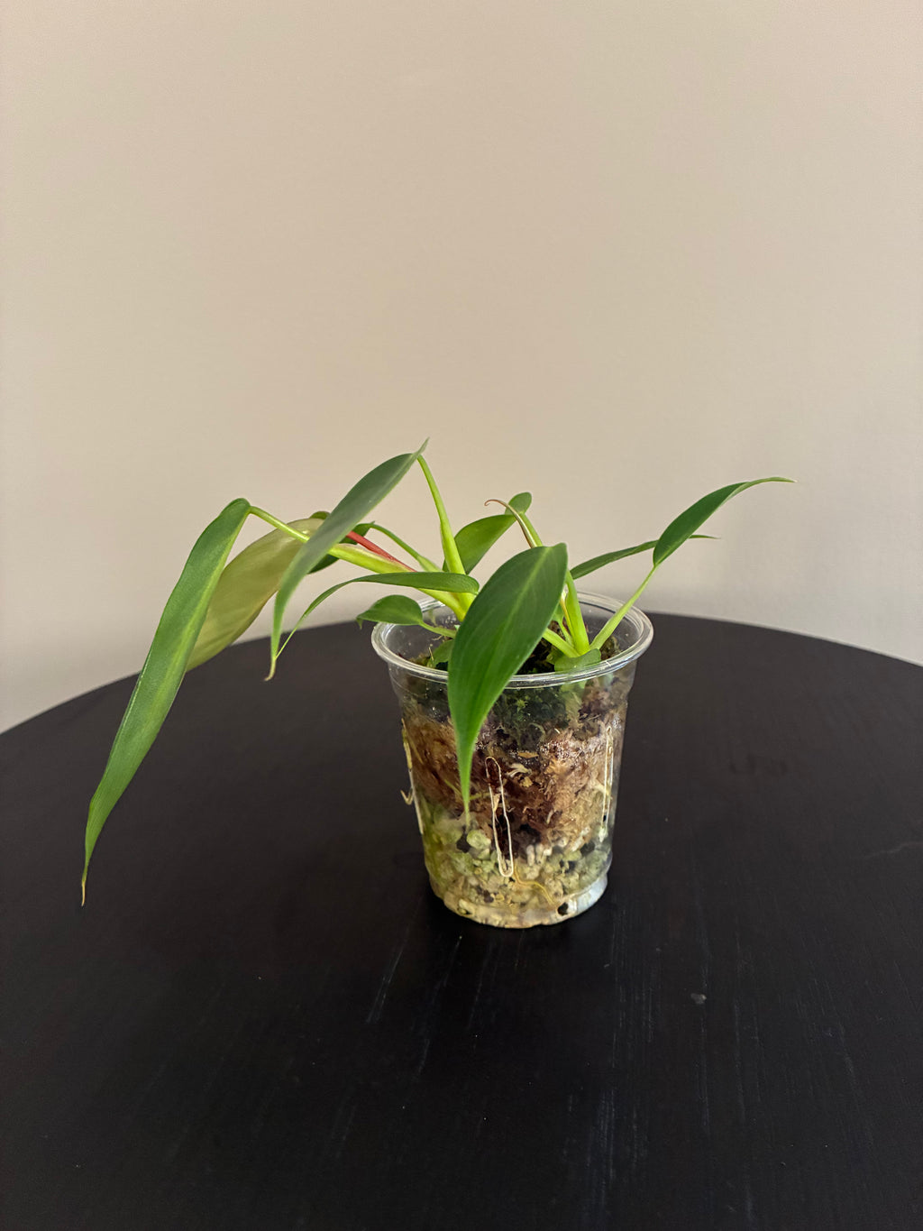 Philodendron Spiritus Sancti Seedlings