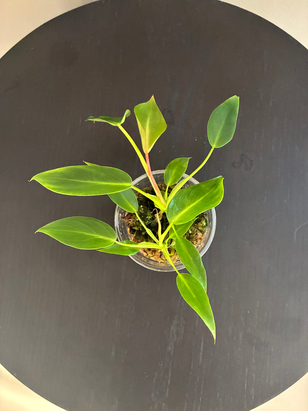 Philodendron Spiritus Sancti Seedlings