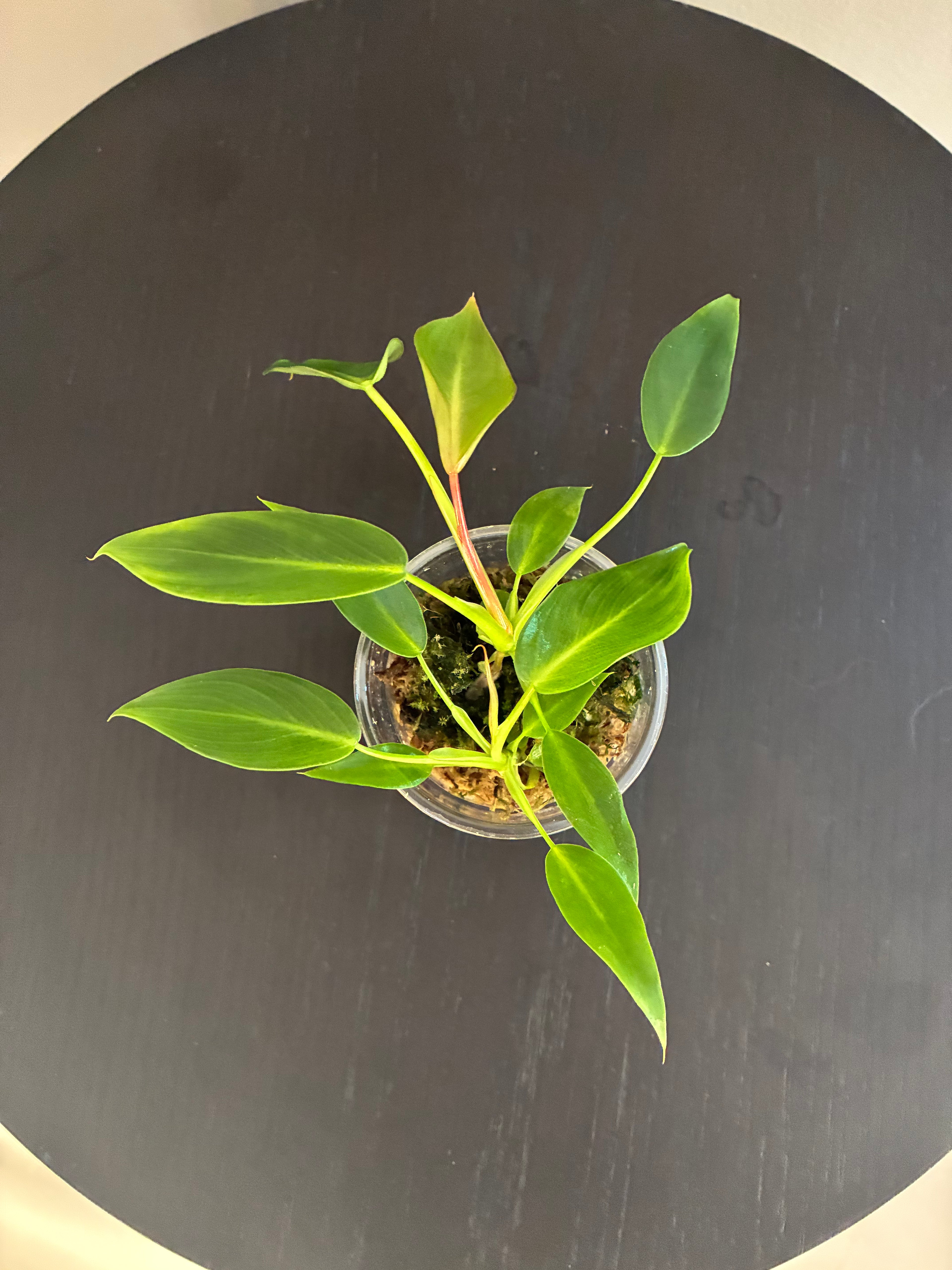 Philodendron Spiritus Sancti Seedlings