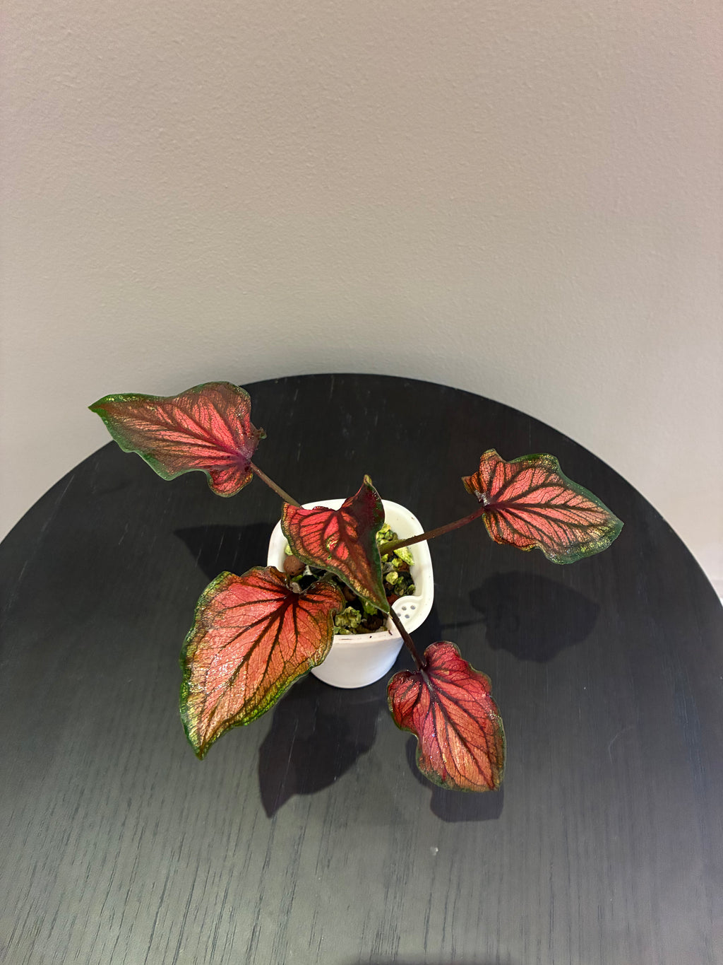 Caladium