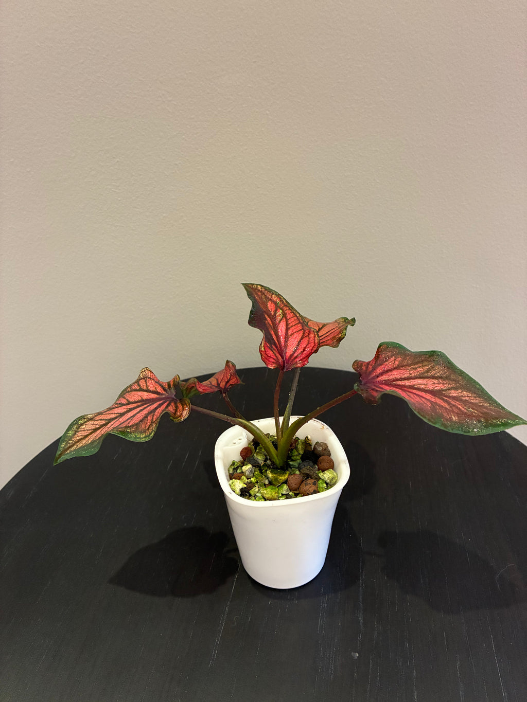 Caladium