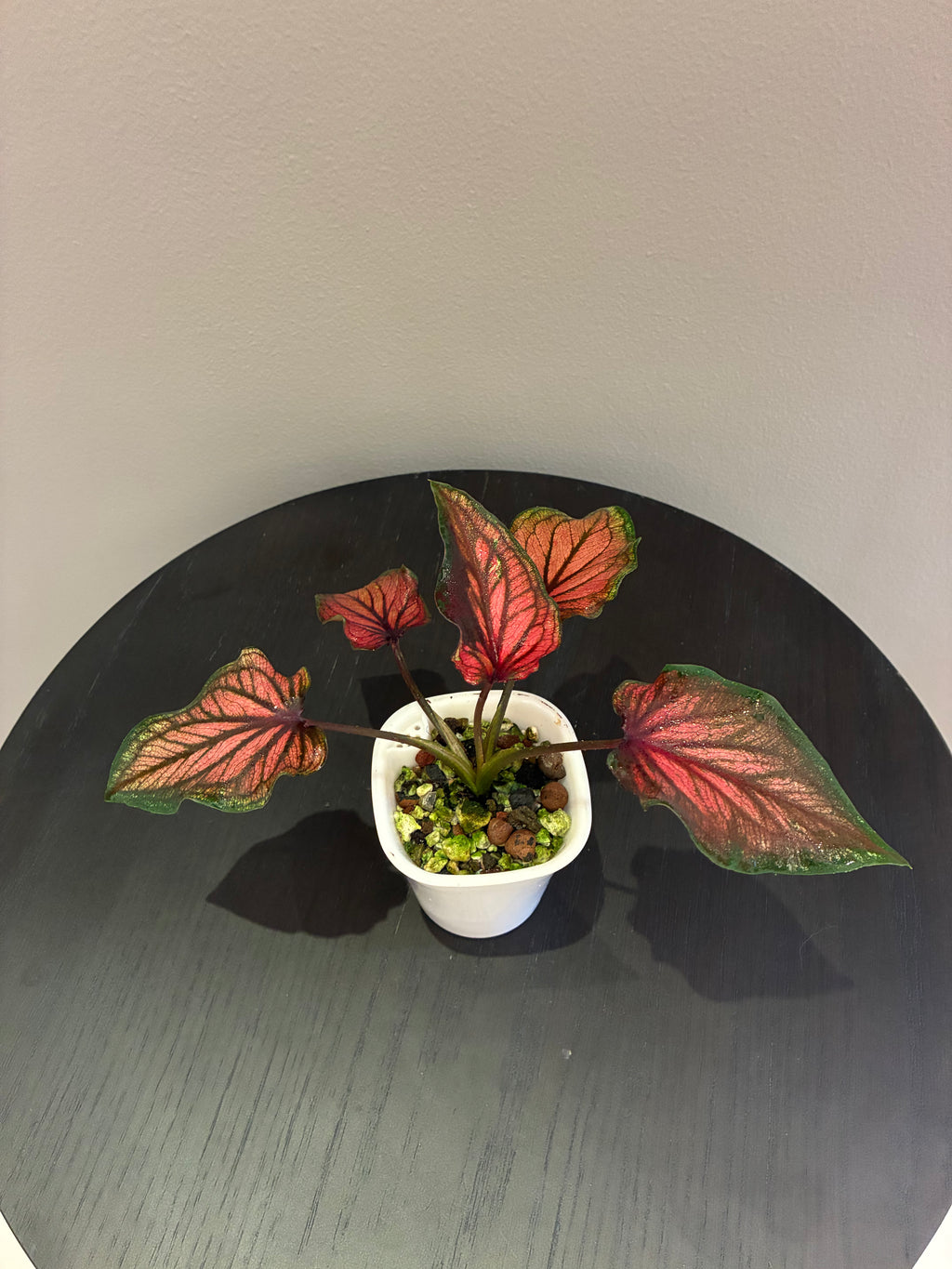 Caladium