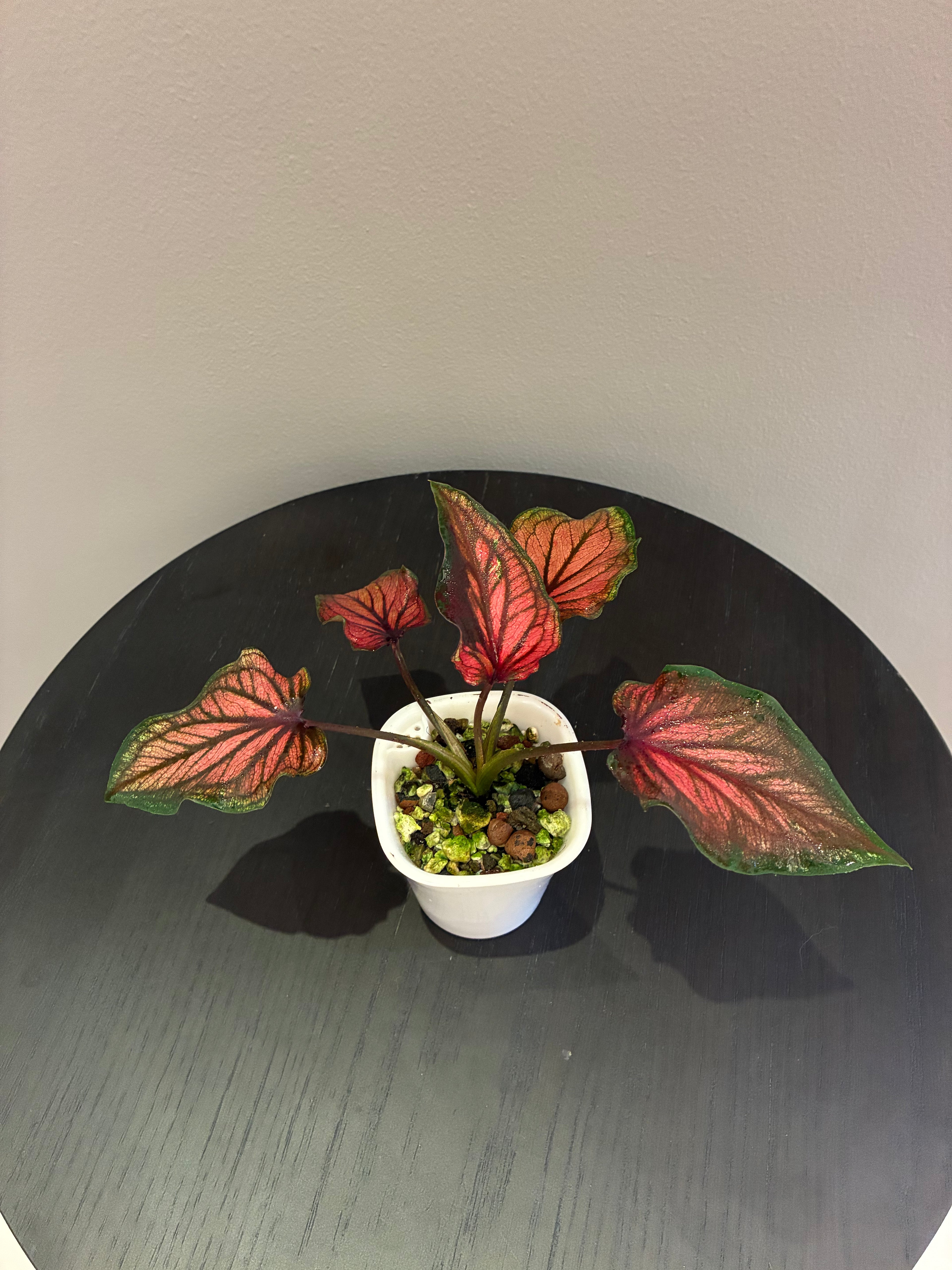 Caladium