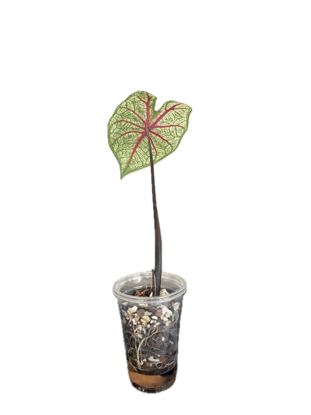 Caladium 'White Queen'