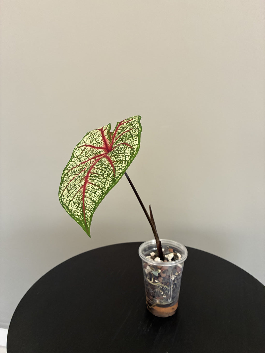 Caladium 'White Queen'