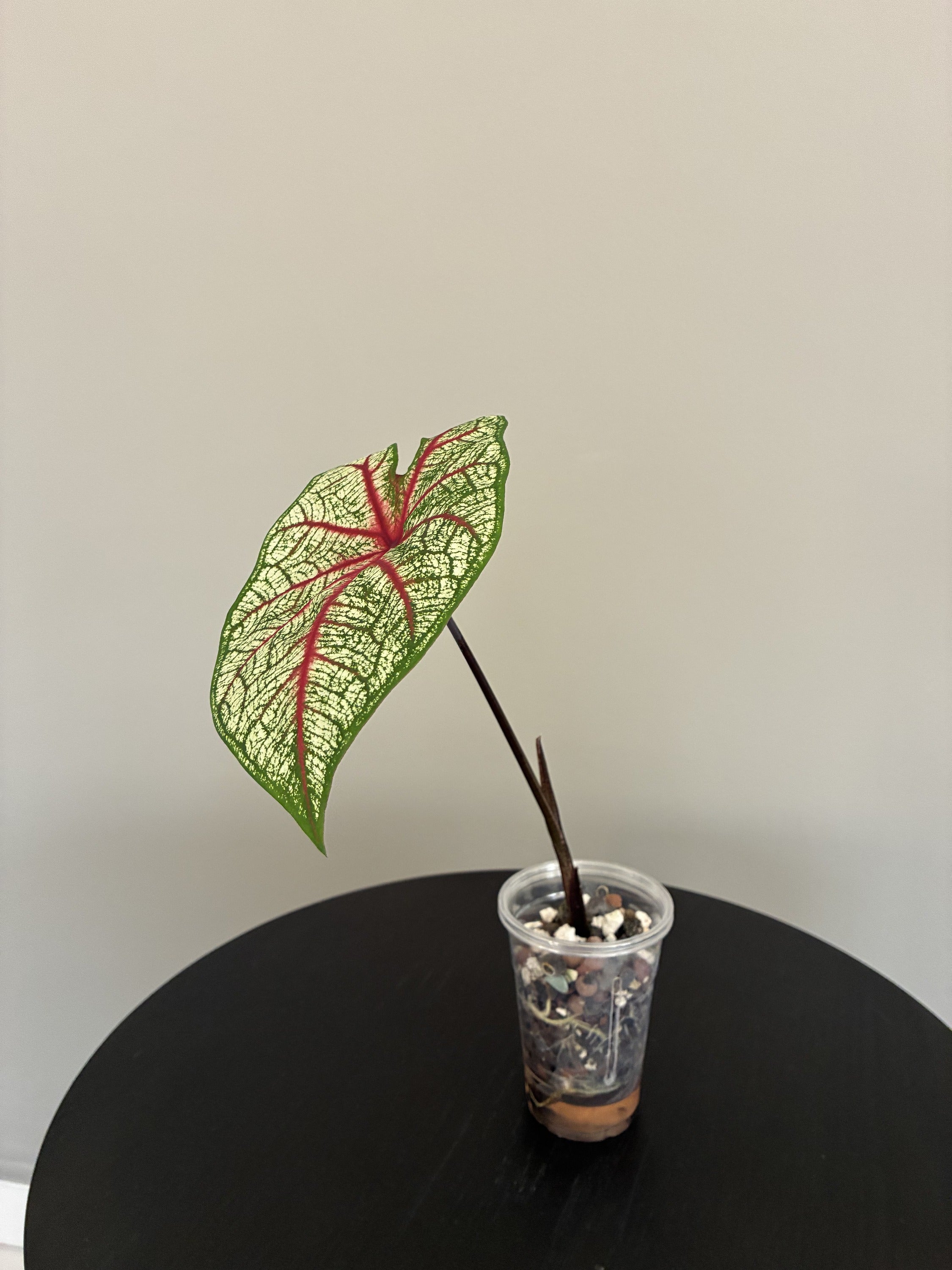 Caladium 'White Queen'