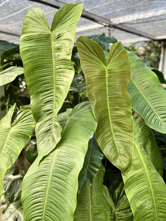 Philodendron Sharoniae Seedling
