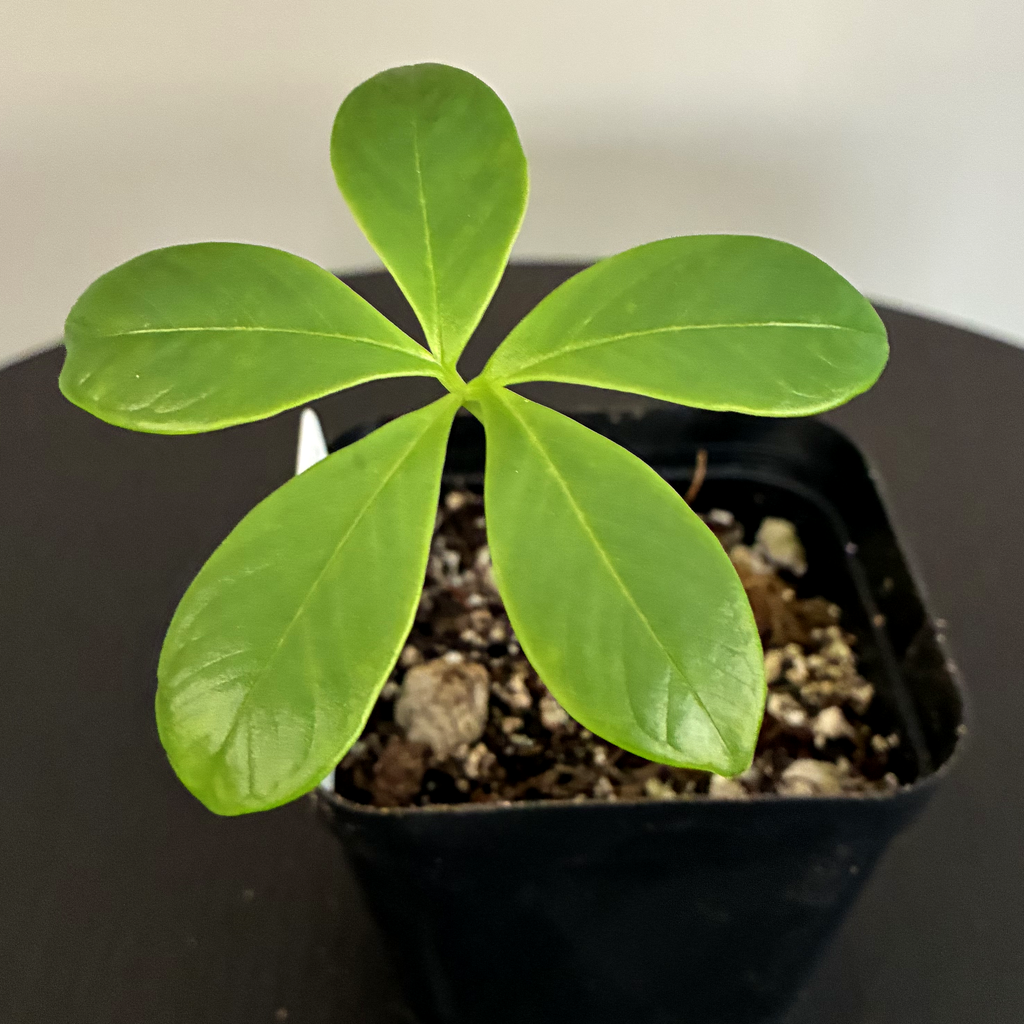 Amorphophallus Maxwellii — soil variant with nursery pot