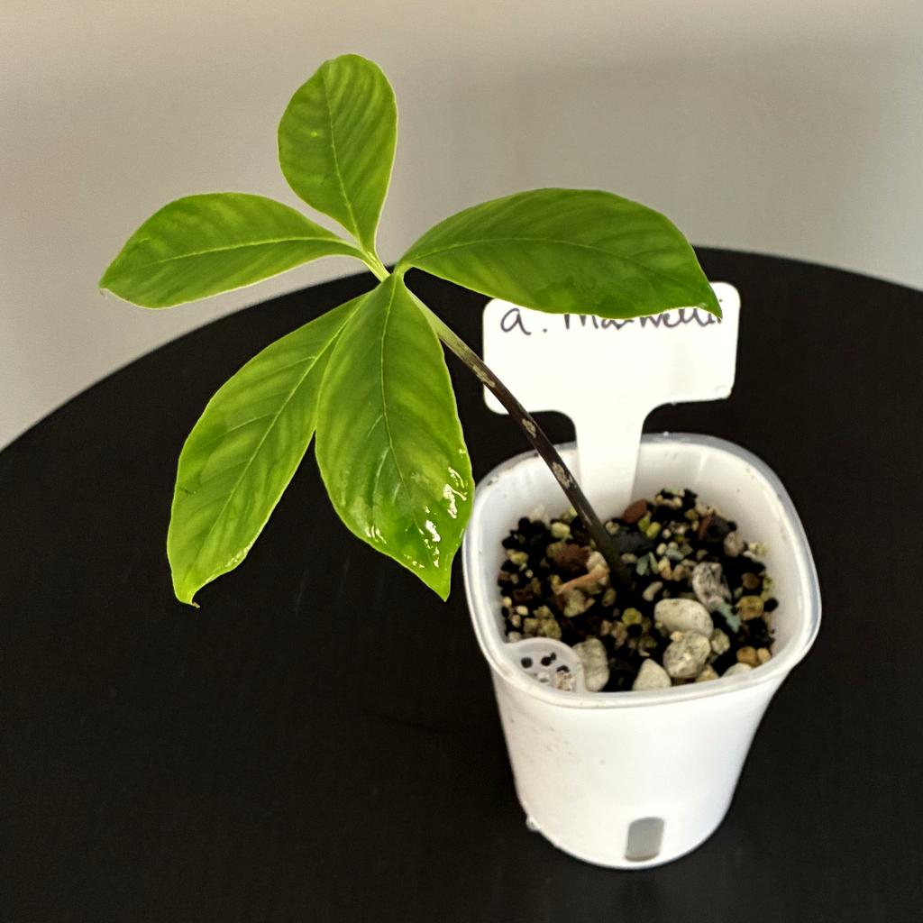 Amorphophallus Maxwellii — smaller PON plant with tag