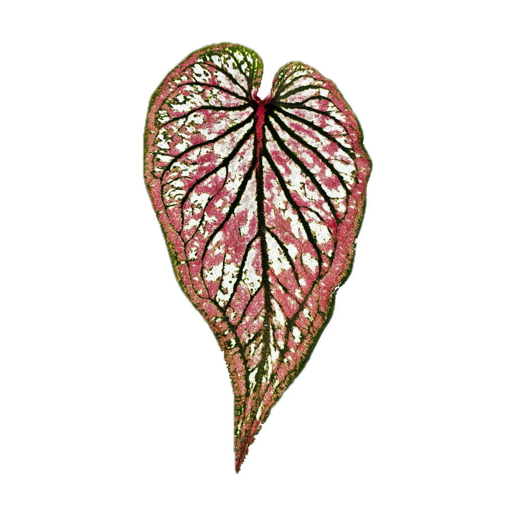 Caladium leaves — top-down hero