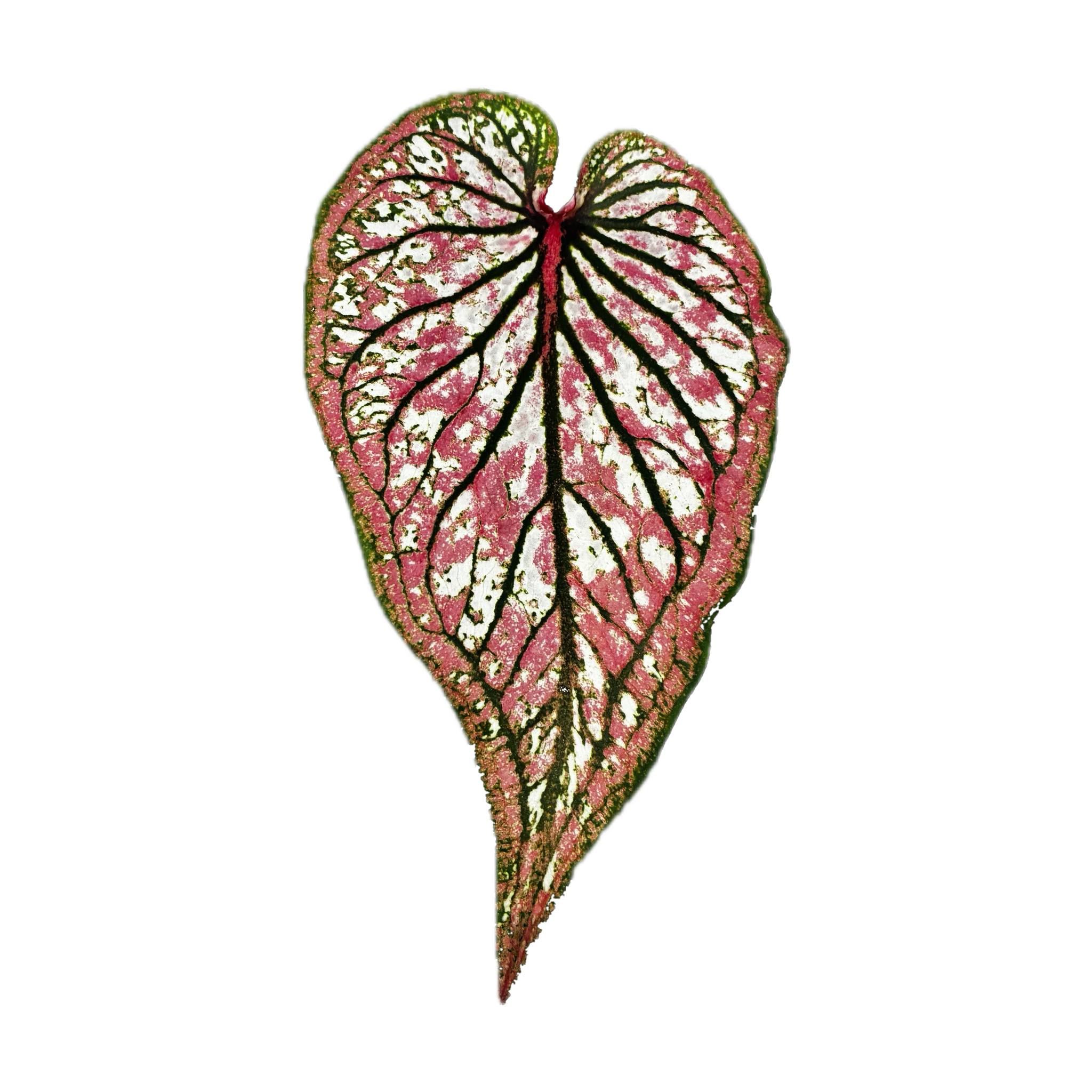 Caladium leaves — top-down hero