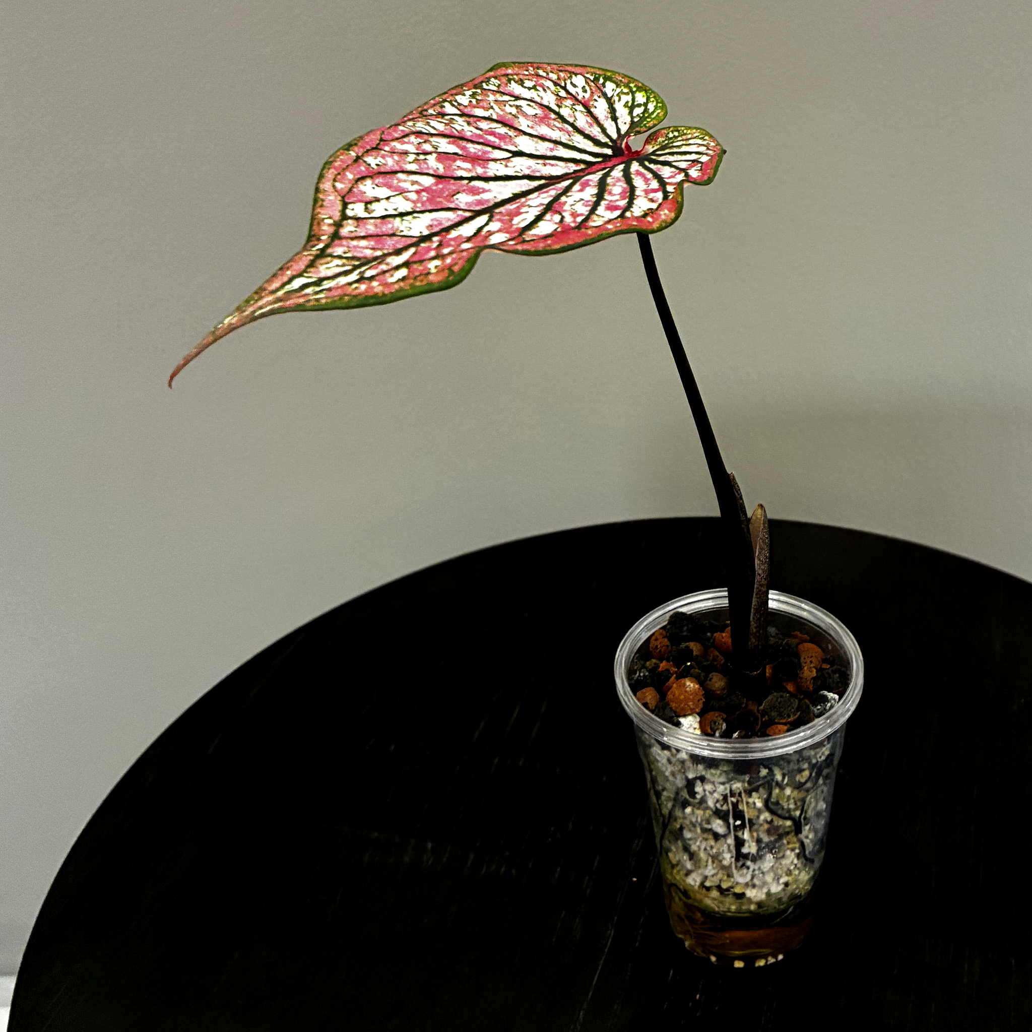 Caladium in self-watering cup, side view