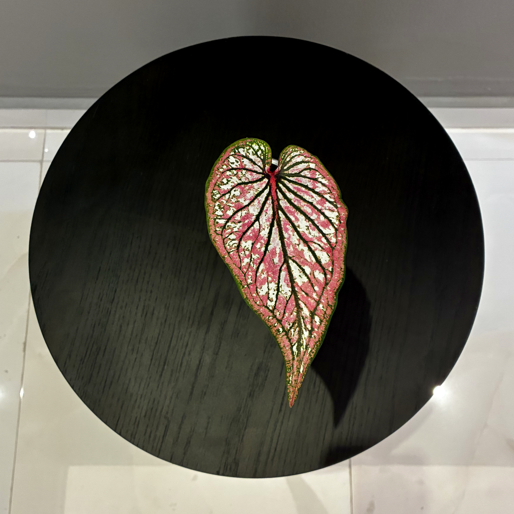 Caladium leaf top-down on table