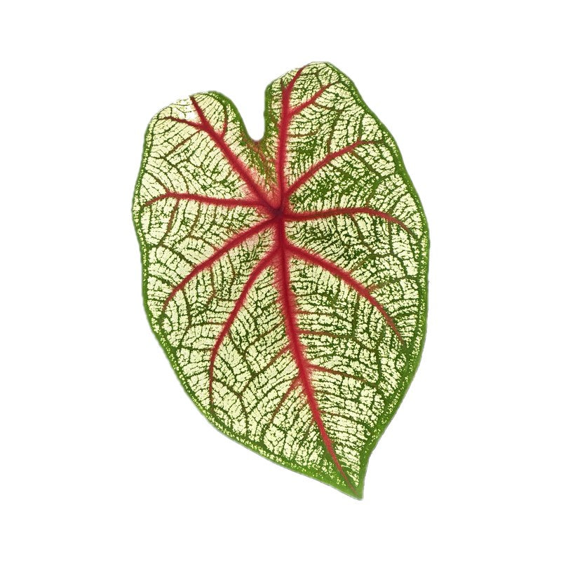 Caladium 'White Queen'